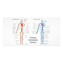 Human Circulatory System of Arteries and Veins