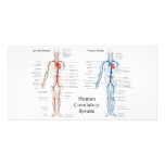 Human Circulatory System of Arteries and Veins photo cards