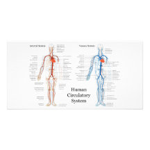 Human Circulatory System of Arteries and Veins Photo Card