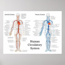 Human Circulatory System of Arteries and Veins