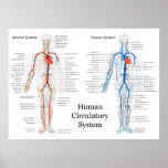 Human Circulatory System of Arteries and Veins Poster