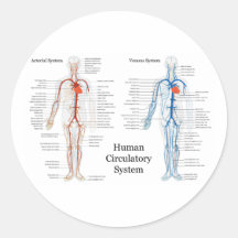 Human Circulatory System of Arteries and Veins Round Stickers