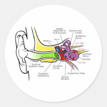 Human Ear Diagram with Cochlear Frequency Mapping Round Sticker