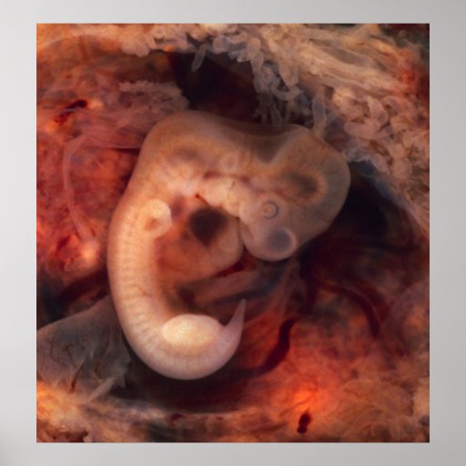 human-embryo-7th-week-of-pregnancy-5th-peek-p-o-poster-zazzle