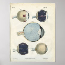 Human Eye Anatomy Print