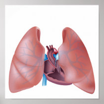 Human heart and lungs Poster