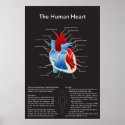 Human Heart posters