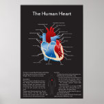 Human Heart posters