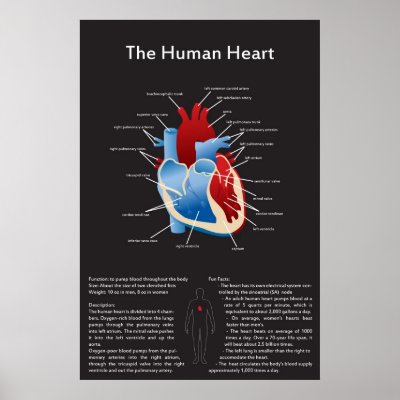 Human Heart Poster by infographic