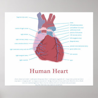 Human Heart Posters, Human Heart Prints - Zazzle UK