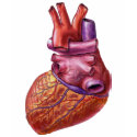 human heart t-shirts