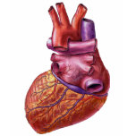 human heart t-shirts