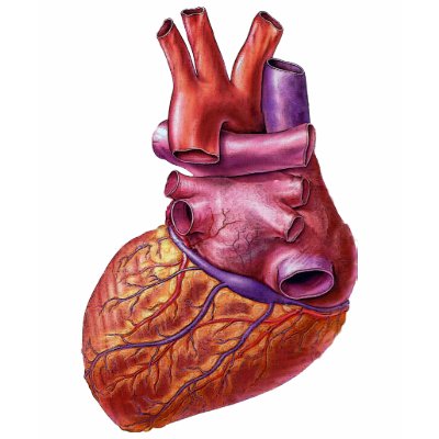 human heart tee shirt by Dynomoose