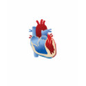 Human Heart t-shirts