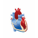 Human Heart t-shirts