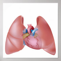 Human lungs and heart Poster