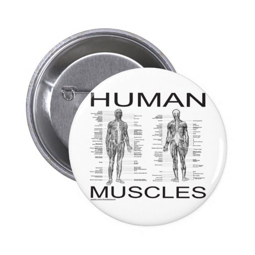 Human Muscles and Anatomy Buttons