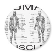Human Muscles and Anatomy Magnets