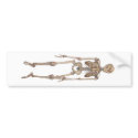 Human Skeleton bumper stickers