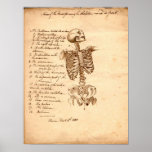 Human Skeleton Poster