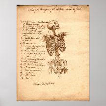 Human Skeleton Poster