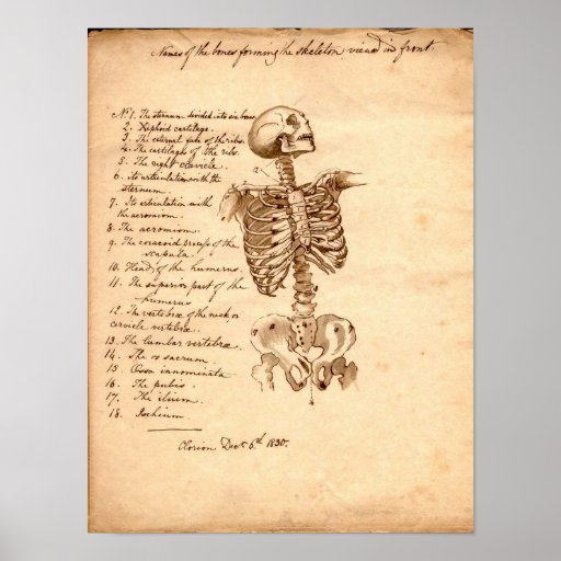 Human Skeleton Poster