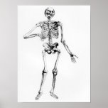 Human Skeleton posters