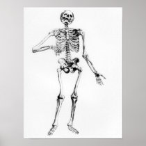 Human Skeleton Poster
