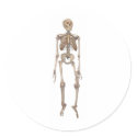 Human Skeleton stickers