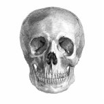 Human skull anatomy sketch drawing photo sculpture