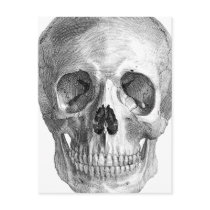 Human skull anatomy sketch drawing