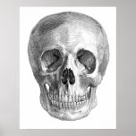 Human skull anatomy sketch drawing posters