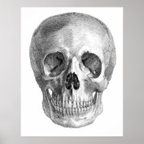 Human skull anatomy sketch drawing