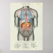 Human Surface Anatomy Relation to Organs Print