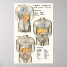Human Surface Topography Anatomy Chart Posters