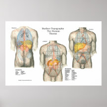 Human Surface Topography Anatomy Poster