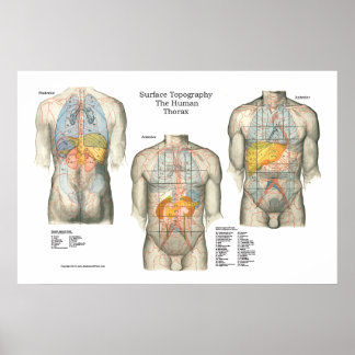 surface anatomy topography human poster massage posters