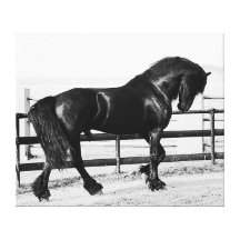 Humble beautiful friesian stallion gallery wrapped canvas