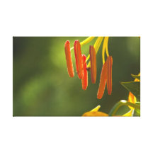 Humboldt Lily Stamens Canvas Print