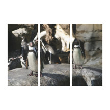 Humboldt Penguin Gallery Wrap Canvas
