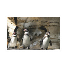 Humboldt Penguin Canvas Print