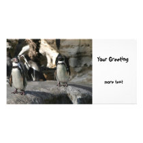 Humboldt Penguin Photo Cards