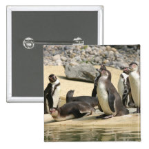 Humboldt Penguins Pinback Button
