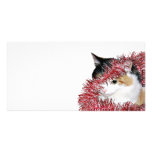 Humbug kitty photo cards
