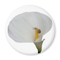 Humerous Snail on Lily Fridge Magnets