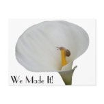 Humerous Snail on Lily postcards