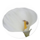 Humerous Snail on Lily stickers