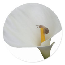 Humerous Snail on Lily Round Sticker