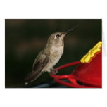 hummer1 cards