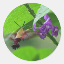 Hummer Moth Vervain Sticker